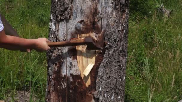 用斧头靠近树的伐木工人 — 图库视频影像