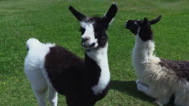 Lama ve çayır üzerinde otlatma Lama bebek