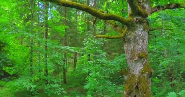 Blick Auf Alte Baumwipfel Äste — Stockvideo