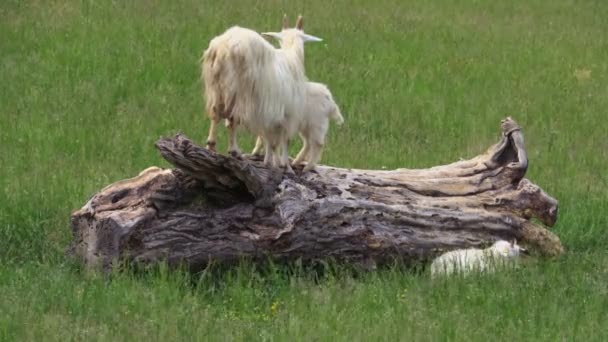 Cabras Árvore Caída Prado — Vídeo de Stock