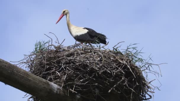 Ooievaar Mussen Het Nest — Stockvideo