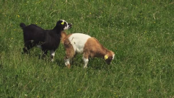 Ziegen Grasen Auf Der Wiese — Stockvideo