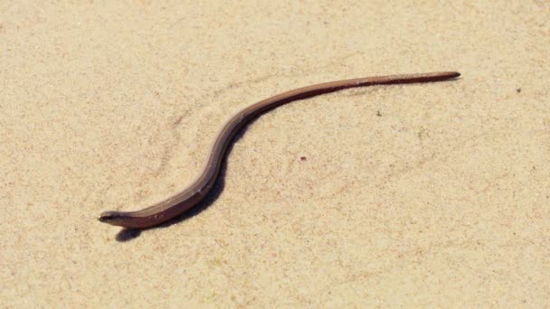 茶色の砂で蛇 — ストック動画