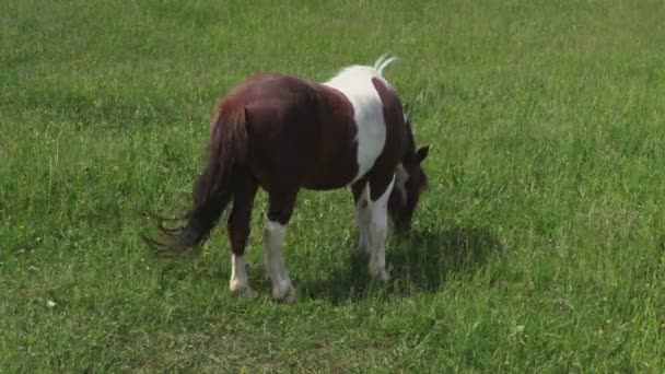 Poney broutant sur la prairie et s'enfuyant 