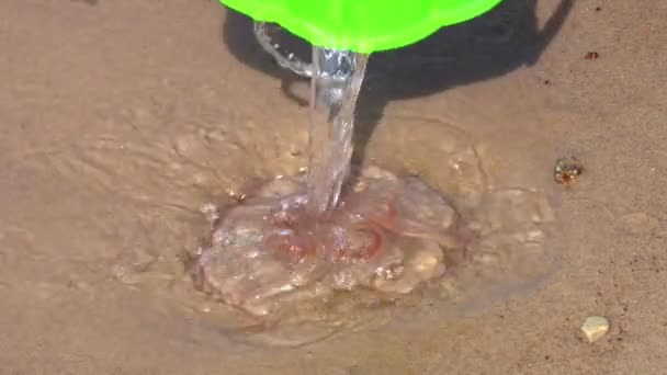 Маленька Прозора Медуза Піску Занурюється Водою — стокове відео