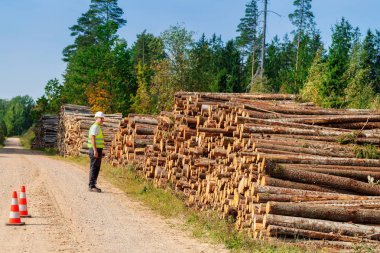 Orman manzarası ile günlükleri görüntüleyin