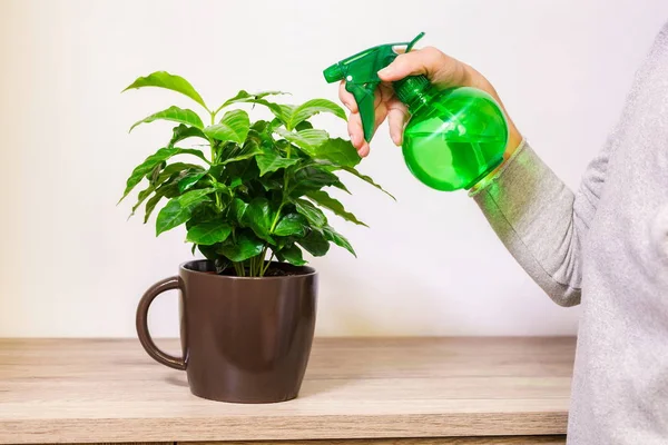 Floristería Rociando Agua Hojas Plantas Verdes — Foto de Stock