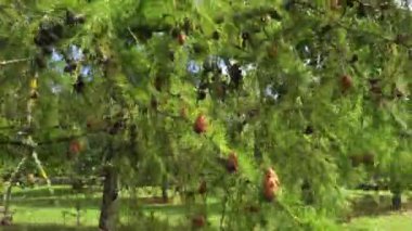 Rüzgarlı bir gün içinde koniler ile çam dalı