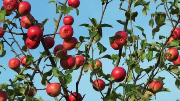 Ramas Manzanos Con Manzanas Rojas — Vídeos de Stock