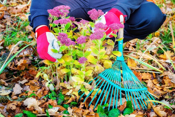 秋の花で庭師 — ストック写真