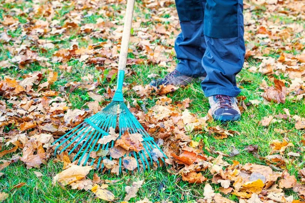 Man Collect Leaves Grass Park — Stock Photo, Image