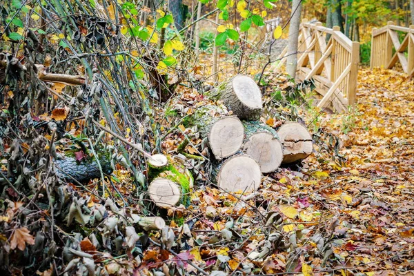 Bäume Park Herbst Gesägt — Stockfoto