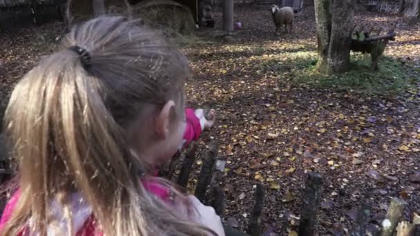 Menina Está Tentando Alimentar Ovelhas — Vídeo de Stock