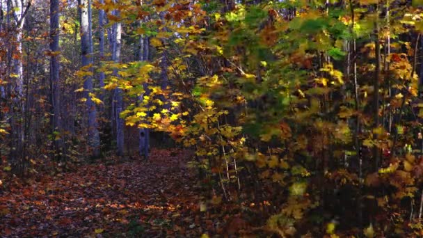 公园在秋天天 — 图库视频影像