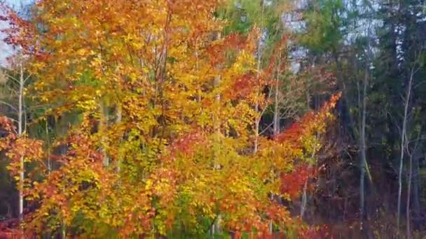 Πολύχρωμο Φθινόπωρο Δέντρα Φθινόπωρο — Αρχείο Βίντεο