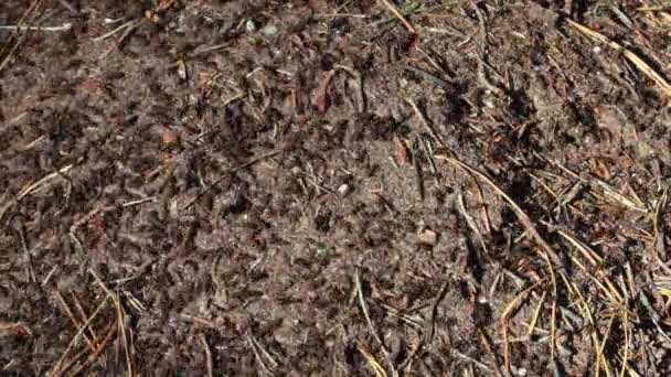 Colonie de fourmis en forêt 