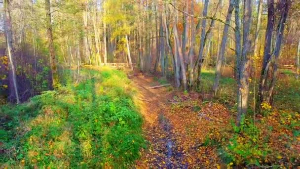 秋の日の公園の道 — ストック動画