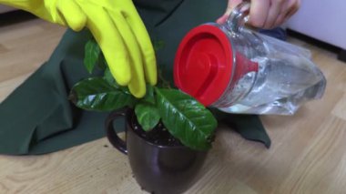 Kadın su Oda bitki kökleri üzerinde atar.