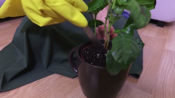 Mujer Prepara Suelo Para Una Planta Habitación — Vídeos de Stock