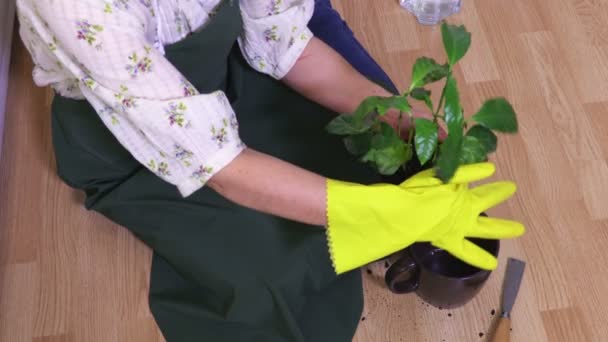 Vrouw Plaatst Een Kamer Plant Een Nieuwe Bloempot — Stockvideo