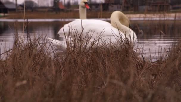 Schwäne Winter See — Stockvideo