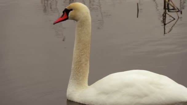 Cisne Agua Cerca — Vídeo de stock