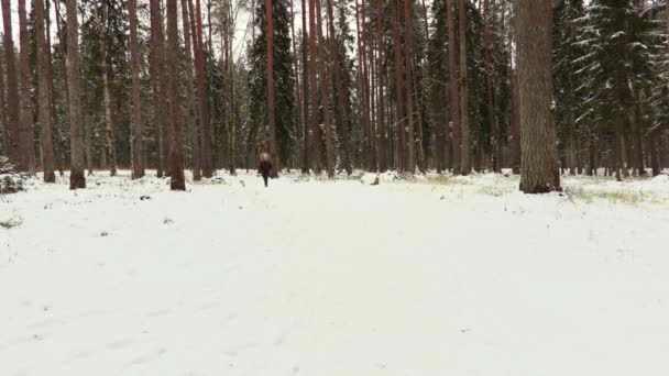 Chica Feliz Camino Bosque Invierno — Vídeos de Stock