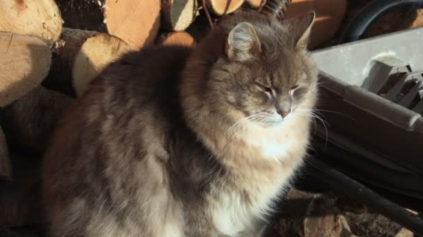 Gato Aire Libre Frío Día Invierno — Vídeos de Stock