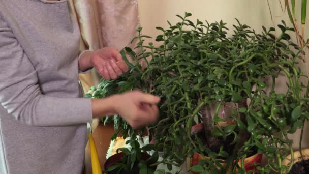 Frau Baut Der Nähe Ihres Hauses Pflanzen — Stockvideo