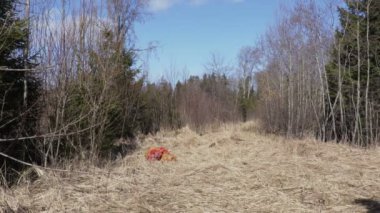 Aile yaban domuzu ve geyik yabani hayvanları beslemek için ormanda patates getirmek