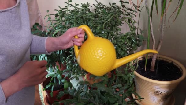 Mujer Regando Plantas Casa — Vídeos de Stock