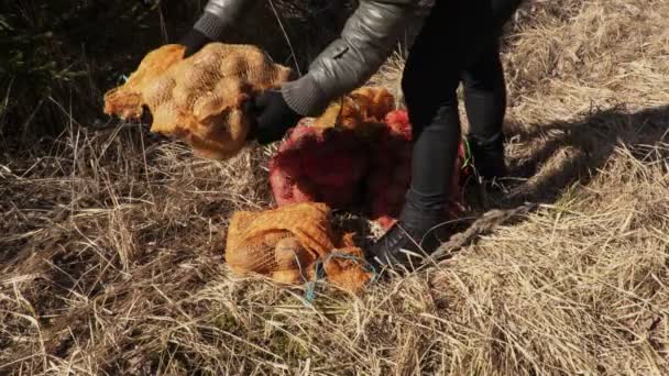 Kadın Yaban Hayatı Hayvanları Beslemek Için Torbalar Patates Dökün — Stok video