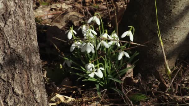Snowdrops Forest Spring — Stock Video