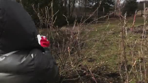 Mujer Jardinero Revisando Arbustos Frutas — Vídeo de stock