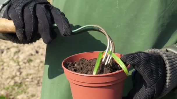 Kobieta Ogrodnik Mocowania Gleby Doniczce — Wideo stockowe