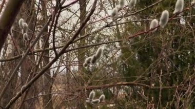 Söğüt çalı dalı yakınında makas