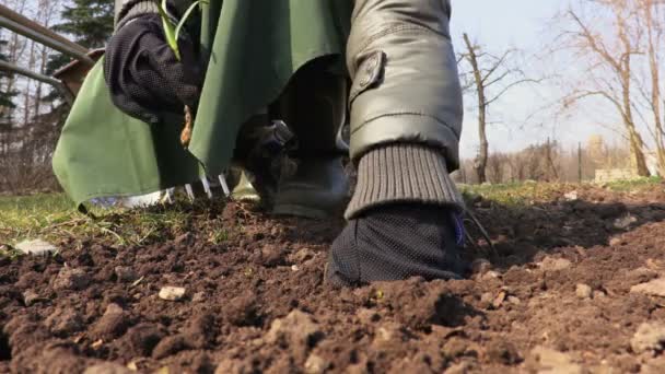 园丁在耕地中种植幼苗 园艺概念 — 图库视频影像