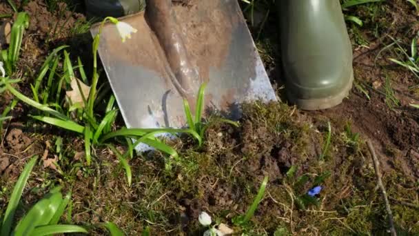 Mujer Jardinero Excavando Plántulas Tierra Concepto Jardinería — Vídeos de Stock