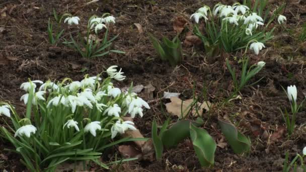 Schneeglöckchen Garten Frühling — Stockvideo