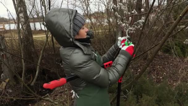 Kobieta Ogrodnik Pobliżu Wierzby Krzew Nożyczki — Wideo stockowe