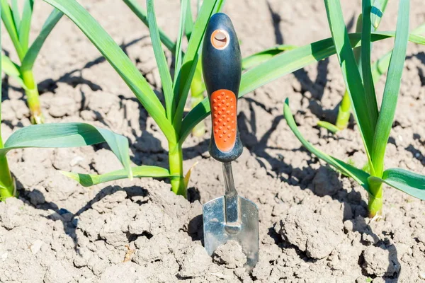 Gartenwerkzeug Der Nähe Von Pflanzenreihen — Stockfoto