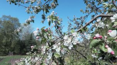 Elma ağacı ilkbaharda mavi gökyüzünde çiçekleri