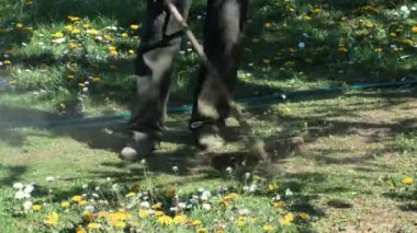 Trimmer baş kesme çim yakın