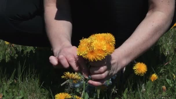 Woman Collecting Dandelions Close — Stock Video