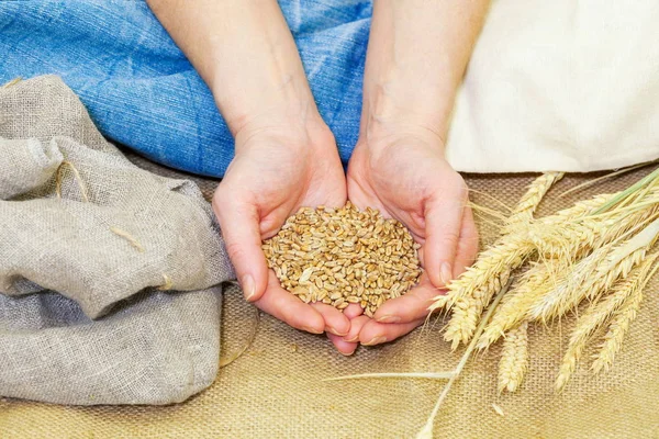 Человеческие Руки Пшеницей — стоковое фото