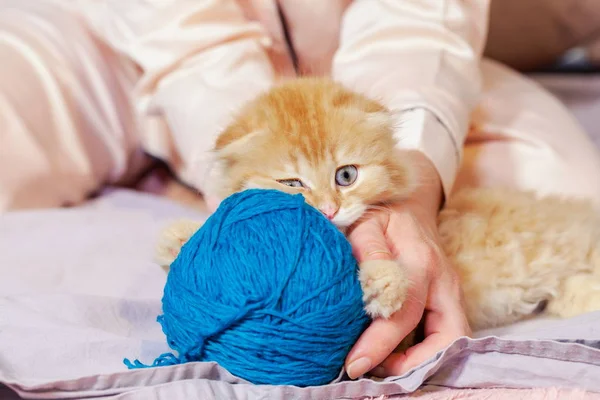 Woman Funny Kitten Wool Ball Bed — Stock Photo, Image