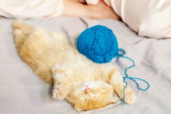 Funny Kitten Sleeping Wool Ball — Stock Photo, Image