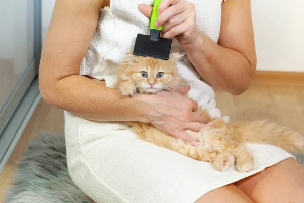 Little Kitten Enjoying Brushing — Stock Photo, Image