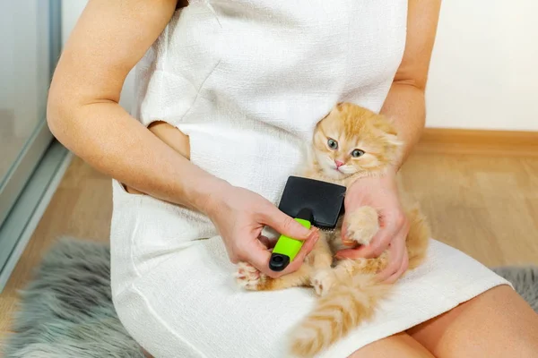 Woman Teach Kitten to Enjoy Being Groomed
