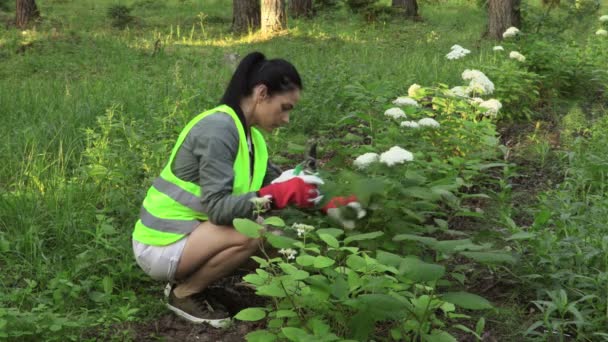 Mujer Jardinero Paisajista Trabajador Cerca Macizos Flores — Vídeo de stock